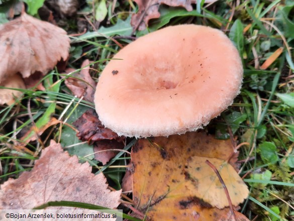 Lactarius pubescens