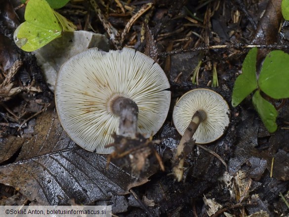 Calocybe obscurissima