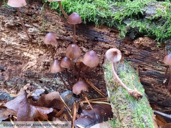 Mycena haematopus