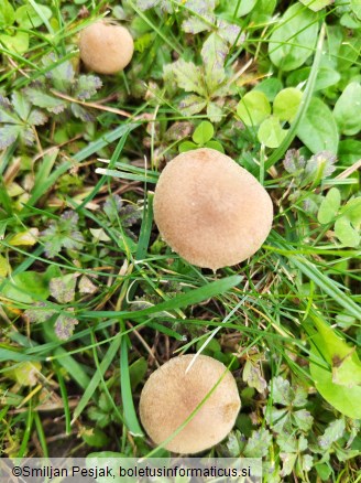 Lacrymaria lacrymabunda