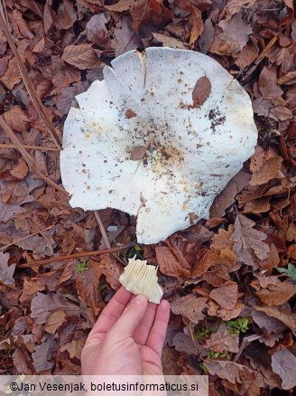 Lactarius bertillonii