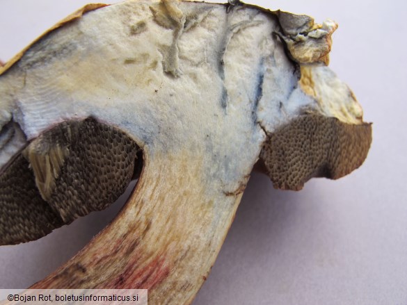 Suillellus luridus