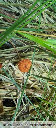 Marasmius curreyi