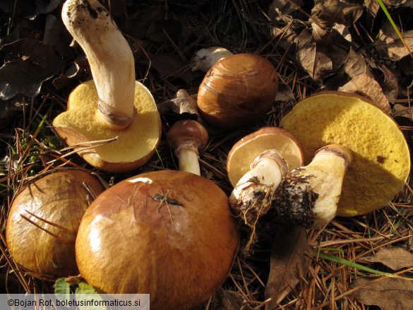 Suillus luteus