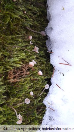 Mycena