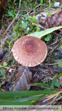 Tricholoma vaccinum