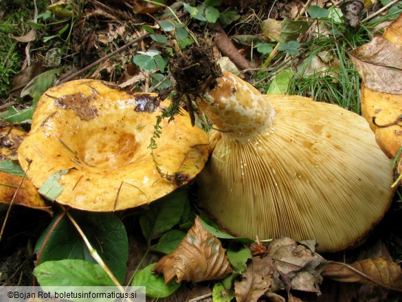 Lactarius scrobiculatus