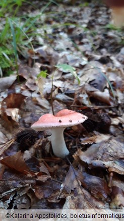 Russula rosea