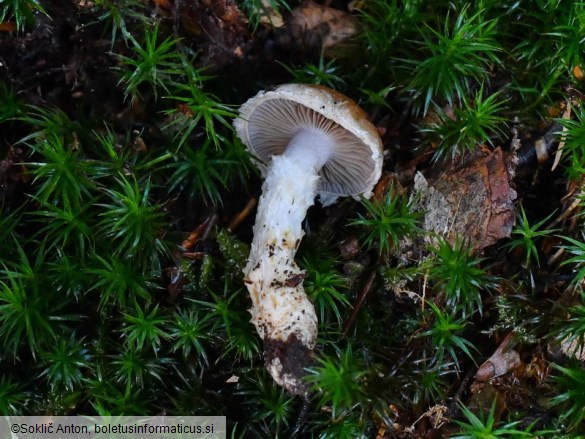 Cortinarius ophiopus