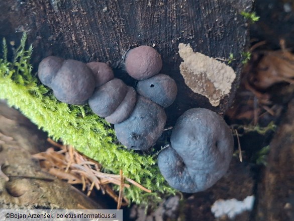 Daldinia concentrica