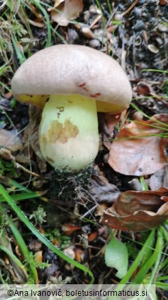 Boletus appendiculatus