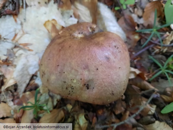 Russula romellii