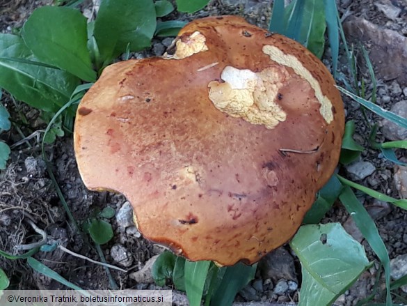 Suillus grevillei