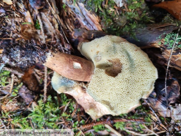 Boletus badius