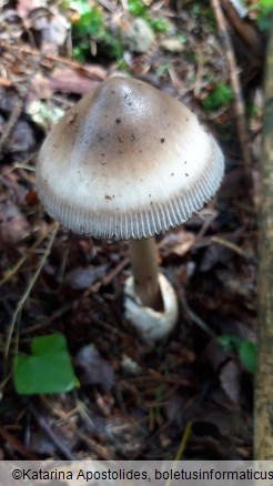 Amanita battarrae