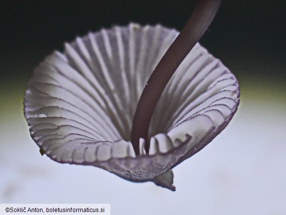 Mycena purpureofusca