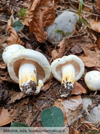 Hygrophorus chrysodon