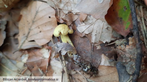 Tricholoma sulphureum