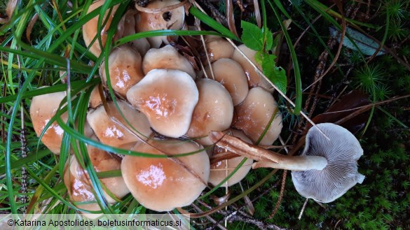 Hypholoma capnoides