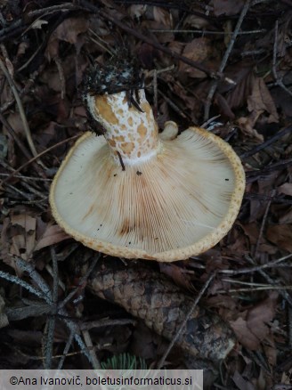 Lactarius scrobiculatus