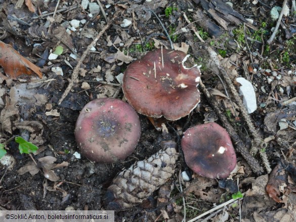 Russula badia