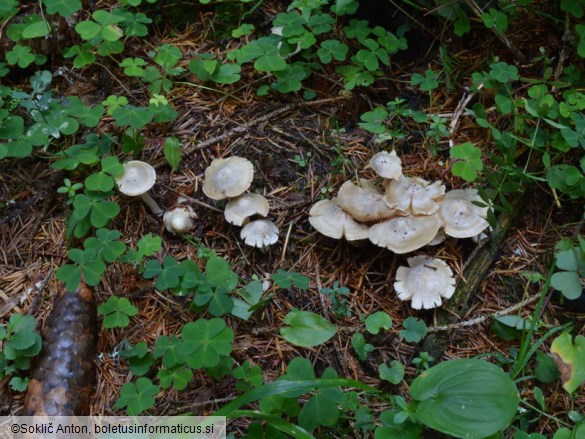 Inocybe umbratica