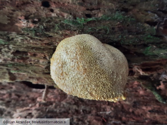 Scleroderma citrinum