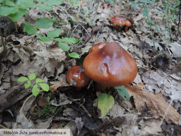 Tricholoma ustaloides