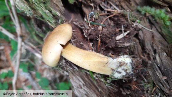 Tricholoma sulphureum