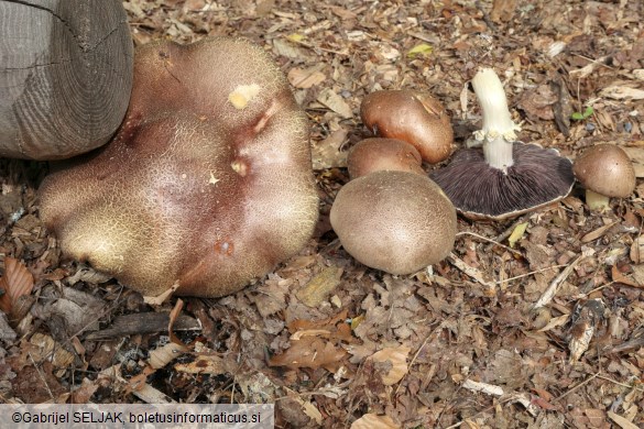 Stropharia rugosoannulata