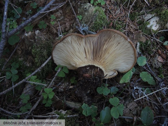 Tapinella atrotomentosa