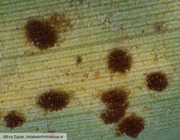 Puccinia phyllostachydis