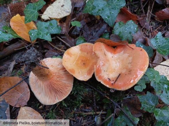 Lactarius salmonicolor