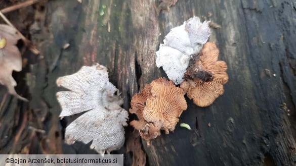 Panellus stipticus