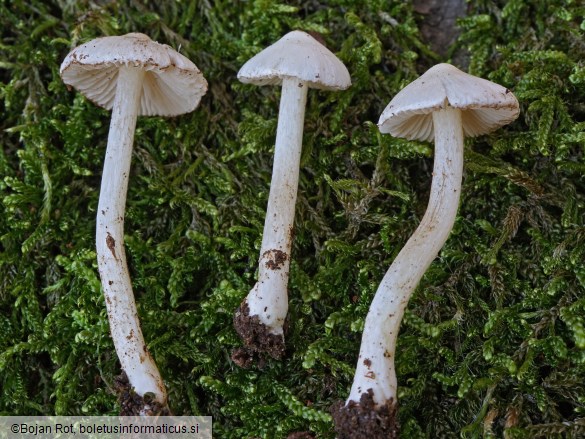 Inocybe geophylla