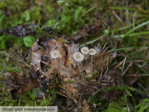 Collybia cirrhata