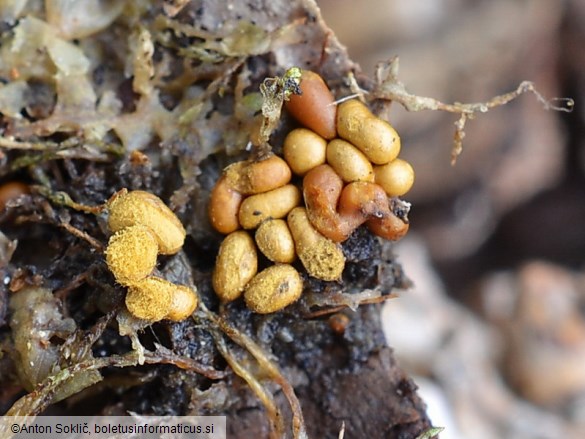 Trichia contorta var. engadinensis