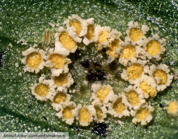 Uromyces minor