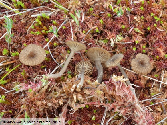 Arrhenia gerardiana