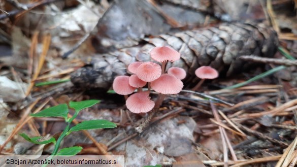 Mycena rosella