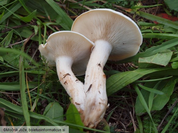 Lepista ricekii