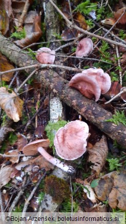 Hygrophorus capreolarius