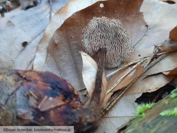 Auriscalpium vulgare
