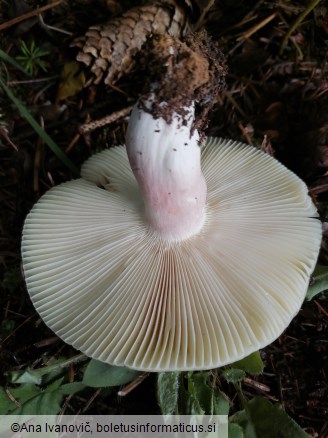 Russula violeipes