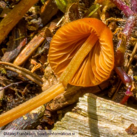 Conocybe tenera