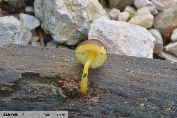 Pluteus romellii