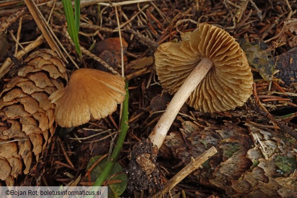 Inocybe nitidiuscula