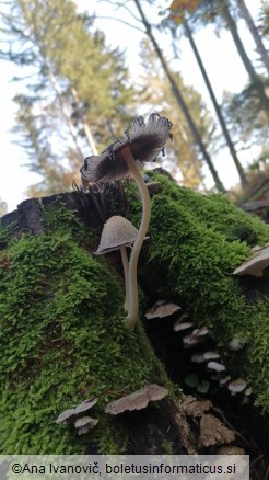 Coprinus giganteoporus