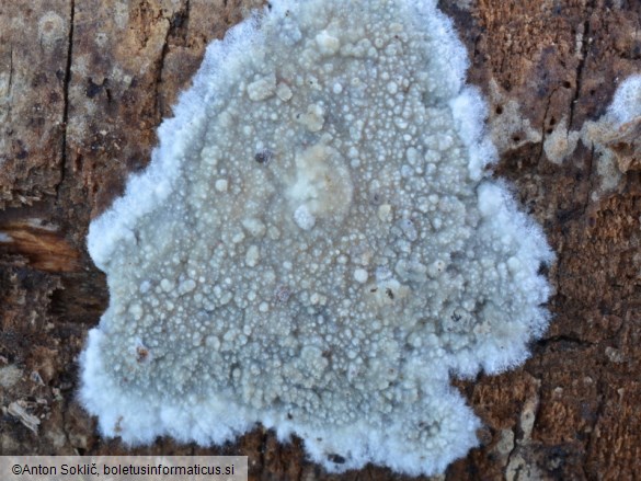 Hyphodermella corrugata