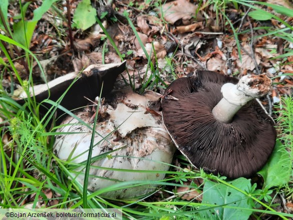 Agaricus bitorquis